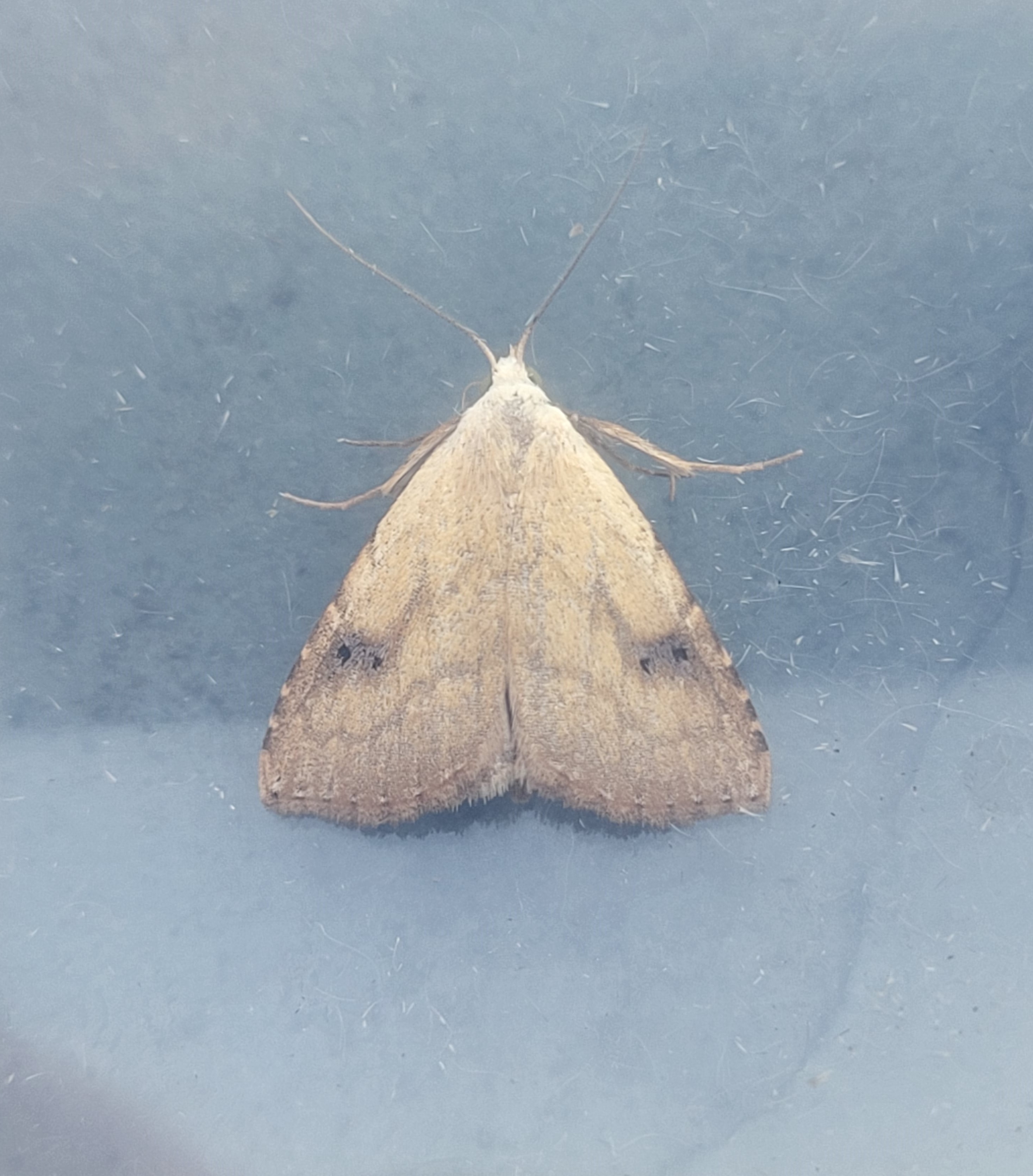 Photo of Straw Dot (Rivula sericealis)